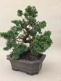 Bonsai Juniperus chinensis