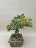 Pinus parviflora