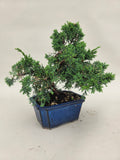 Bonsai Juniperus chinensis