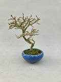 Bonsai Premna japonica Shohin