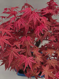 Acer palm. Deshojo