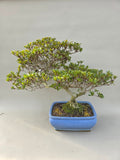 Bonsaï Azalée zenbazuru