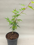 acer palmatum allens gold