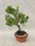 Bonsaï Pinus thunbergii