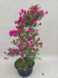 Bonsai Azalee no shi kagayaki