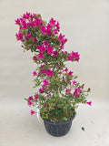Bonsai Azalee no shi kagayaki