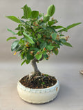 Bonsai Malus evereste