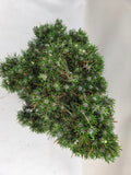 Bonsai Pinus thunbergii