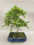 Bonsai Premna japonica