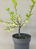 Halesia Schneebeere