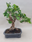 Bonsai krul hazelaar