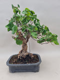 Bonsai krul hazelaar