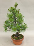 Bonsai Pinus parviflora II