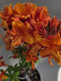 Rododendron startmateriaal