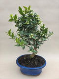 Bonsai Citrus myrtifolia Mandarinenbaum