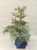Bonsaï acer palmatum jerre swarts