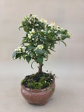 Bonsai Citrus myrtifolia mandarijn