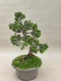Bonsai Juniperus chinensis