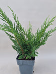 Bonsai start materiaal Juniperus chinensis blaauw