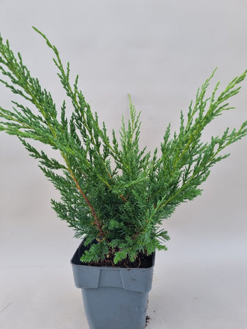 Bonsai start materiaal Juniperus chinensis blaauw