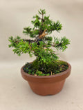 Bonsai Juniperus chinensis itoigawa