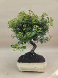 Bonsai Vuurdoorn oranje bes