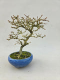 Bonsai Premna japonica Shohin