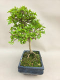 Bonsai Premna japonica
