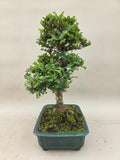Bonsai Ulmus parvifolia seiju