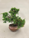 Bonsai Juniperus chinensis