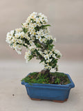 Bonsai Malus floribunda