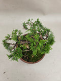 Bonsai Juniperus chinensis itoigawa