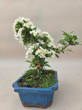 Bonsai Malus floribunda