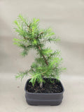 Bonsaï Larix decidua