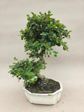 Bonsai cotoneaster