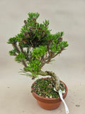 Bonsai Pinus thunbergii