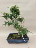 Bonsai Ulmus Parvifolia