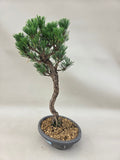Bonsai Pinus thunbergii