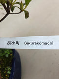 Azalée Bonsaï Kotaro