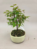 Zelkova serrata Bonsai