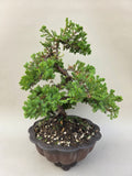 Bonsai Juniperus procumbens nana