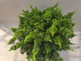 Bonsai Juniperus chinensis itoigawa