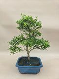 Bonsai Ilex crenata