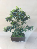Bonsai liguster