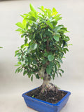 Bonsai Malus evereste
