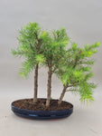 Bonsai bos Lariks decidua