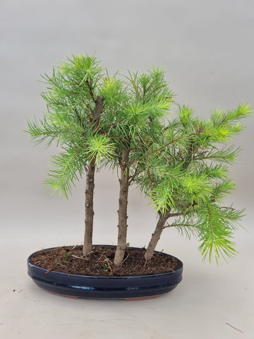Bonsai bos Lariks decidua