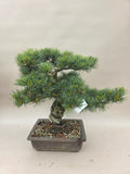 Bonsai Pinus parviflora