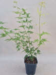 acer palmatum seiryu