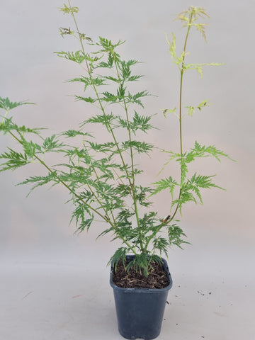 acer palmatum seiryu